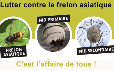 FRELON ASIATIQUE