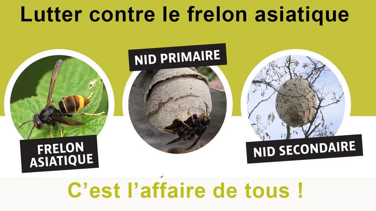 Csm frelon asiatique logo 0c91556e28